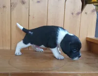 Tito, a male Puggle and Beagle for sale in Ava, MO – Photo 3 of 5