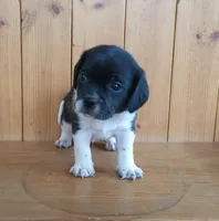 Tito, a male Puggle and Beagle for sale in Ava, MO – Photo 5 of 5