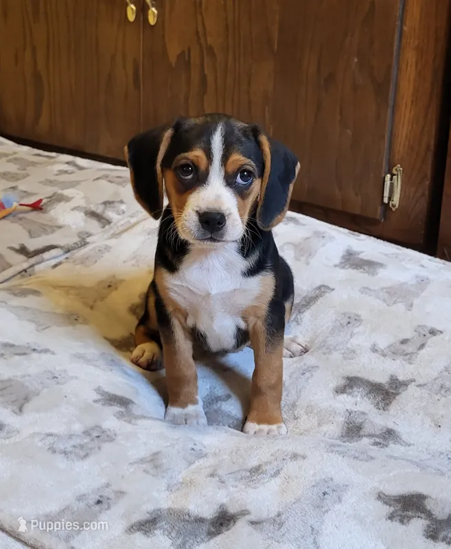 Rosie – Puggle puppy for sale in Ava, MO