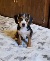 Rosie, a female Puggle for sale in Ava, MO – 1 of 10