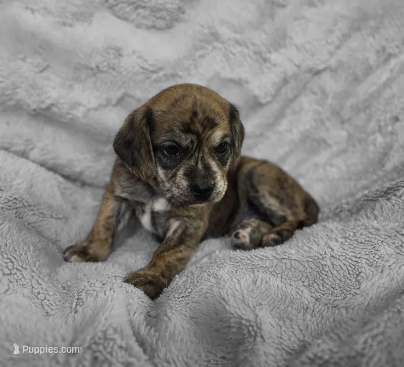 Theo – Puggle puppy for sale in Ava, MO