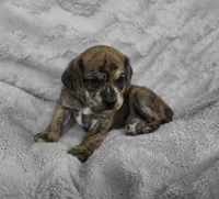 Theo, a male Puggle for sale in Ava, MO – 1 of 10