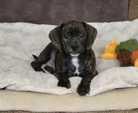 Milly, a female Puggle for sale in Ava, MO – 1 of 10