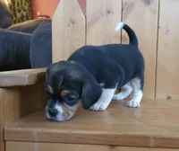 Chloe, a female Puggle and Beagle for sale in Ava, MO – Photo 4 of 7