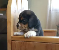 Chloe, a female Puggle and Beagle for sale in Ava, MO – Photo 5 of 7