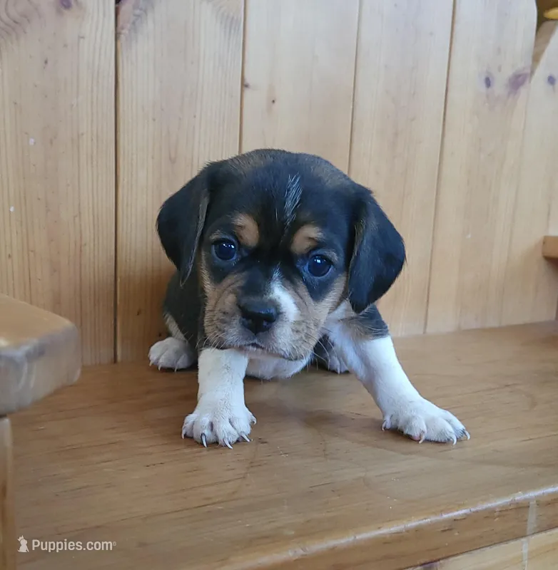Chloe – Puggle, Beagle puppy for sale in Ava, MO