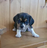 Chloe, a female Puggle and Beagle for sale in Ava, MO – Photo 2 of 7