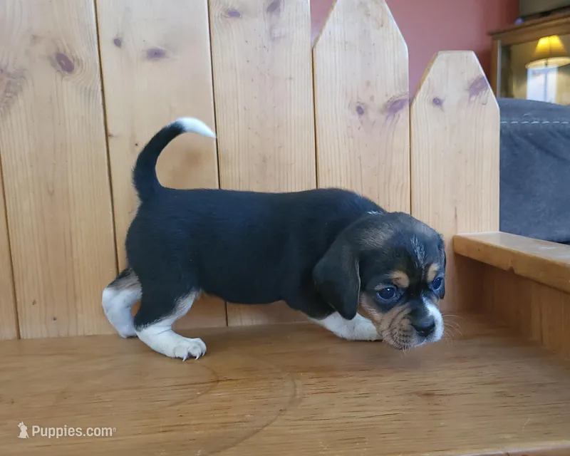 Chloe – Puggle, Beagle puppy for sale in Ava, MO