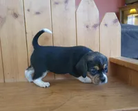 Chloe, a female Puggle and Beagle for sale in Ava, MO – Photo 3 of 7