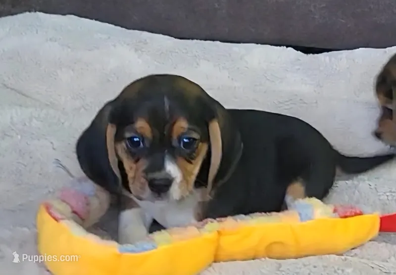 Chloe – Puggle puppy for sale in Ava, MO