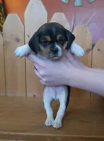 Chloe, a female Puggle and Beagle for sale in Ava, MO – Photo 6 of 7