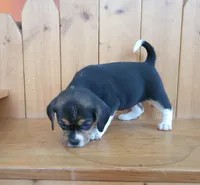 Chloe, a female Puggle and Beagle for sale in Ava, MO – Photo 7 of 7