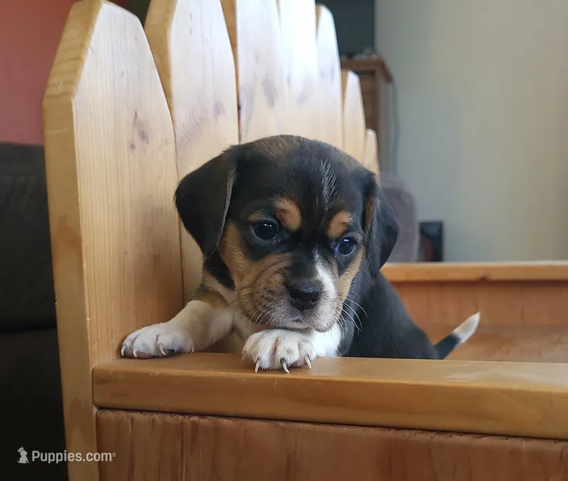 Chloe – Puggle, Beagle puppy for sale in Ava, MO