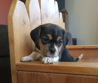 Chloe, a female Puggle and Beagle for sale in Ava, MO – Photo 1 of 7