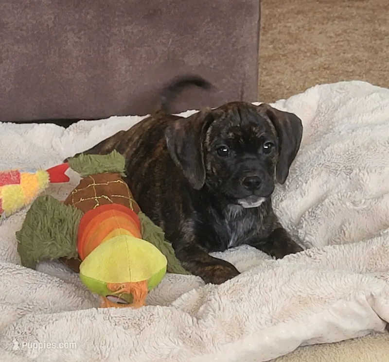 Dolly – Puggle puppy for sale in Ava, MO
