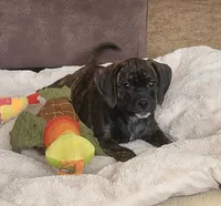 Dolly, a female Puggle for sale in Ava, MO – 1 of 10