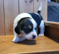 Sadie, a female Puggle for sale in Ava, MO – Photo 5 of 8