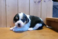 Sadie, a female Puggle for sale in Ava, MO – Photo 4 of 8