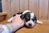 Sadie, a female Puggle for sale in Ava, MO – Photo 7 of 8