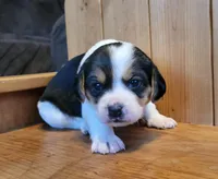 Sadie, a female Puggle for sale in Ava, MO – Photo 1 of 8