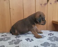 Penny, a female Puggle for sale in Ava, MO – 9 of 10
