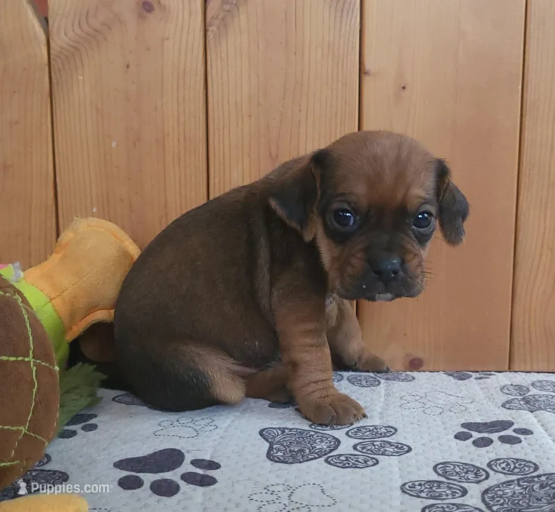 Penny – Puggle puppy for sale in Ava, MO