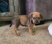 Penny, a female Puggle for sale in Ava, MO – 4 of 10