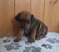 Penny, a female Puggle for sale in Ava, MO – Photo 3 of 3