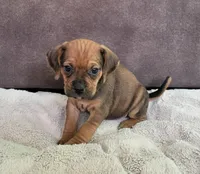 Penny, a female Puggle for sale in Ava, MO – 3 of 10