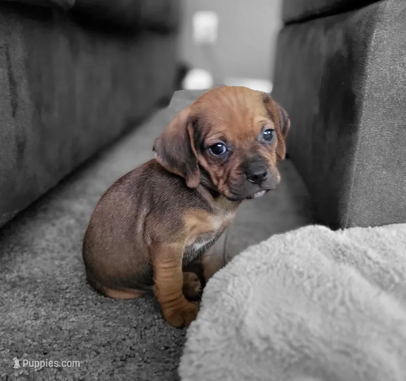 Penny – Puggle puppy for sale in Ava, MO