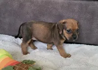 Penny, a female Puggle for sale in Ava, MO – 5 of 10