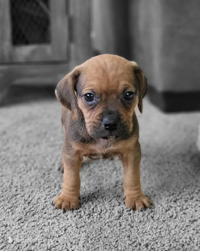 Penny – Puggle puppy for sale in Ava, MO