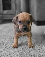 Penny, a female Puggle for sale in Ava, MO – 2 of 10