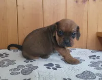 Penny, a female Puggle for sale in Ava, MO – 10 of 10