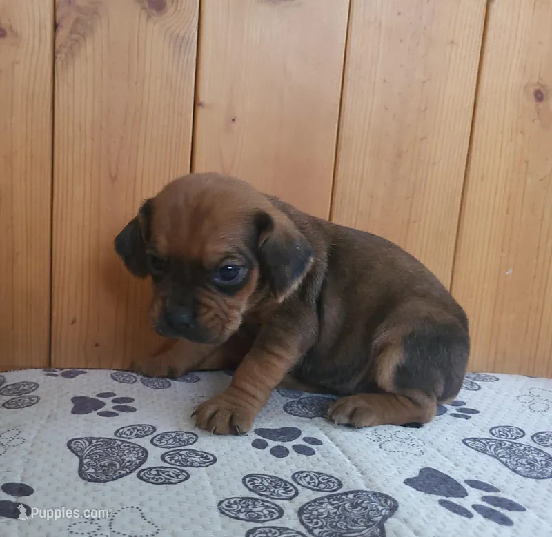 Penny – Puggle puppy for sale in Ava, MO