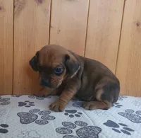 Penny, a female Puggle for sale in Ava, MO – 8 of 10