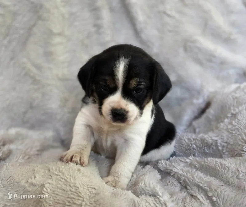 Tulip – Puggle puppy for sale in Ava, MO