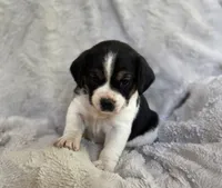 Tulip, a female Puggle for sale in Ava, MO – 3 of 7