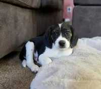 Bruiser On Hold, a male Puggle for sale in Ava, MO – 5 of 10