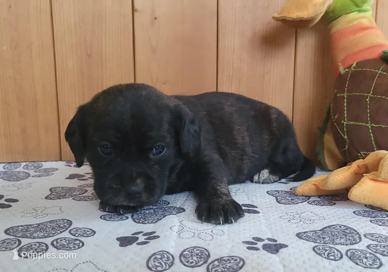 Lola – Puggle puppy for sale in Ava, MO