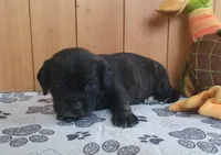 Lola, a female Puggle for sale in Ava, MO – 5 of 9