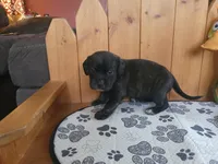 Lola, a female Puggle for sale in Ava, MO – 9 of 9