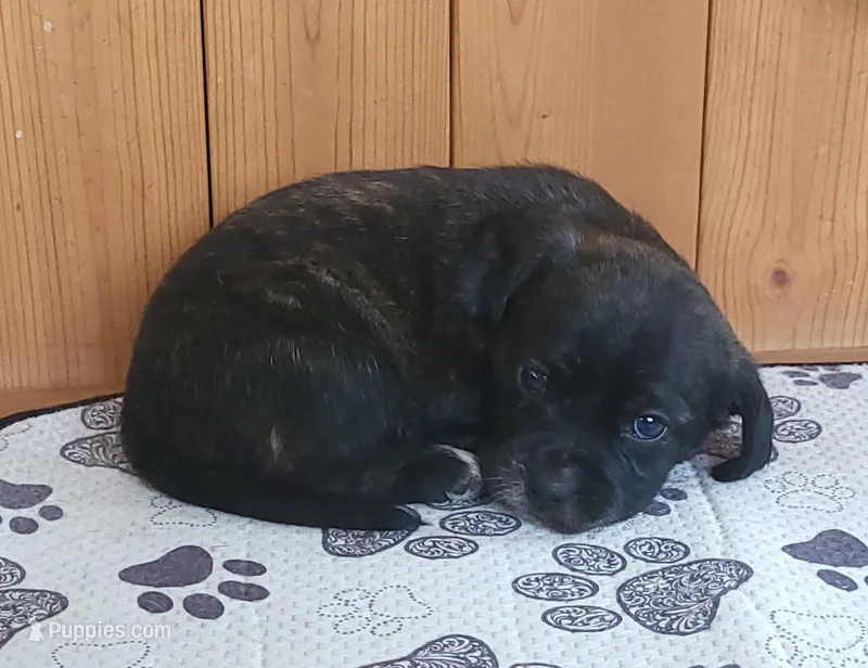 Lola – Puggle puppy for sale in Ava, MO