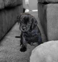 Lola, a female Puggle for sale in Ava, MO – 3 of 9