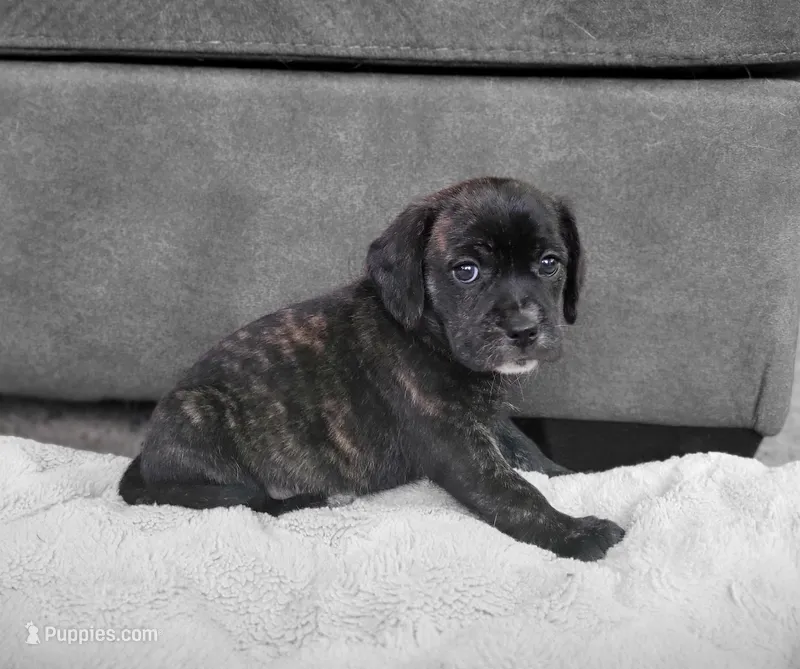 Lola – Puggle puppy for sale in Ava, MO