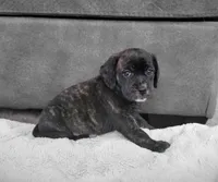 Lola, a female Puggle for sale in Ava, MO – 1 of 9