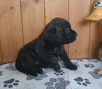 Lola, a female Puggle for sale in Ava, MO – 8 of 9