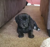 Lola, a female Puggle for sale in Ava, MO – 4 of 9
