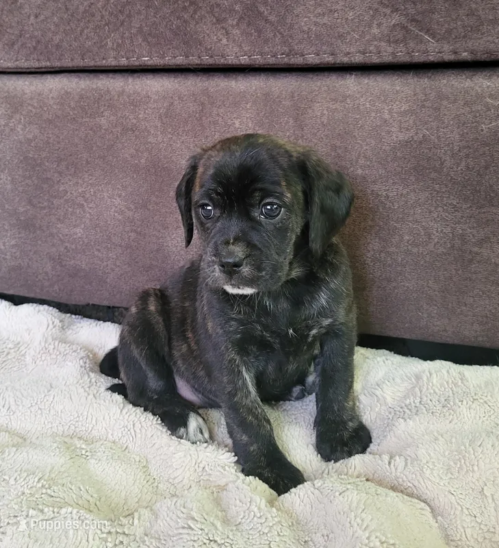 Lola – Puggle puppy for sale in Ava, MO
