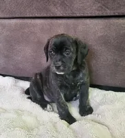 Lola, a female Puggle for sale in Ava, MO – 2 of 9